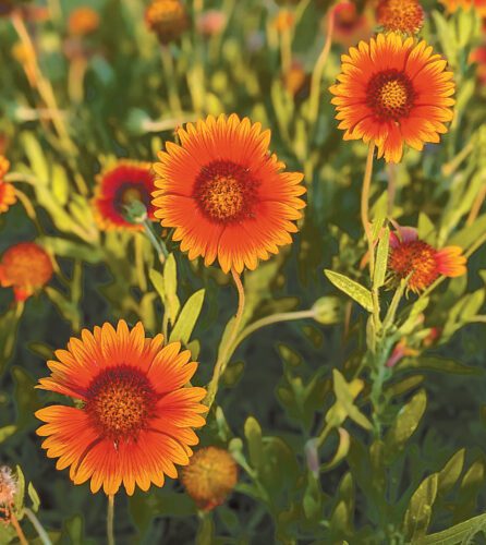 Garden Club of Cape Coral | Fresh flowers for summer